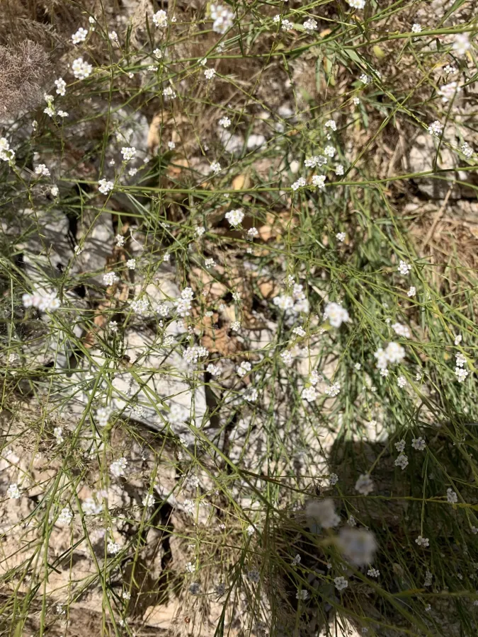 Lepidium persicum