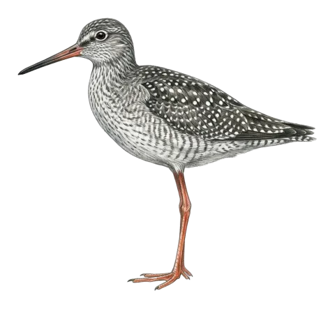 Spotted Redshank