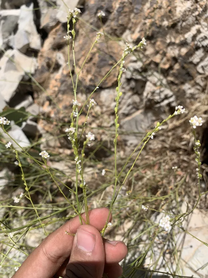 Lepidium persicum