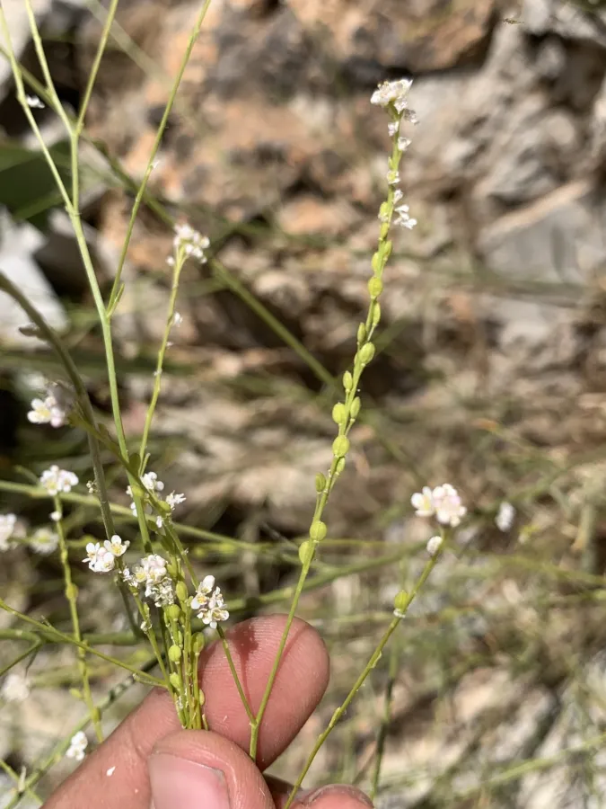 Lepidium persicum