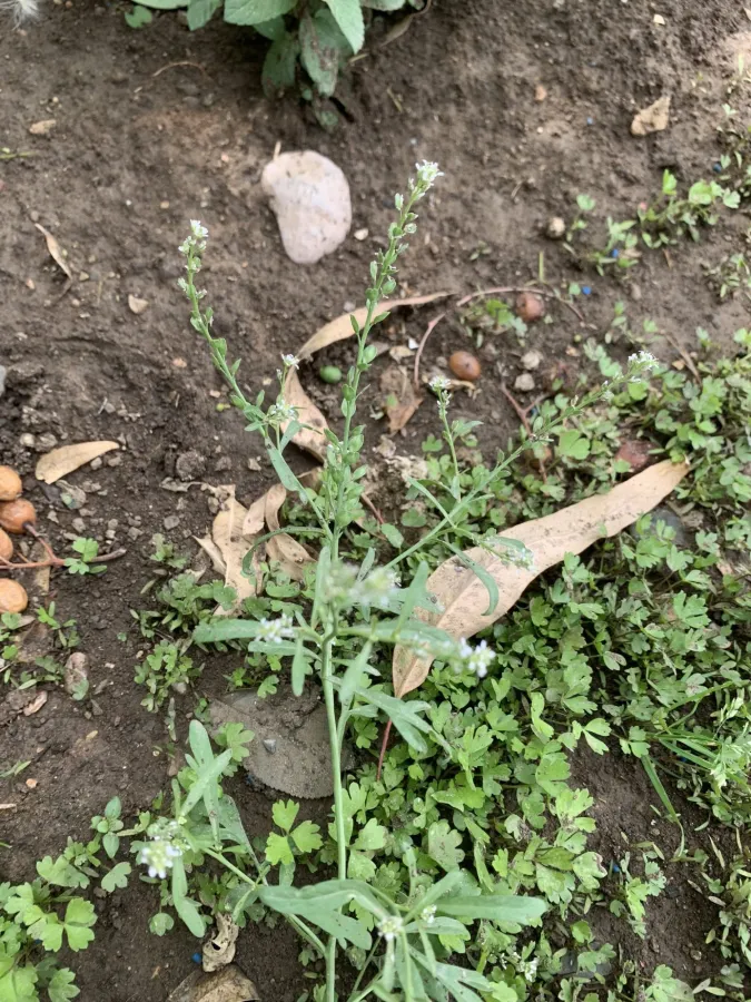 Lepidium sativum