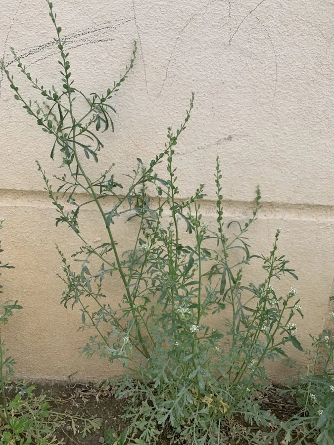 Lepidium sativum
