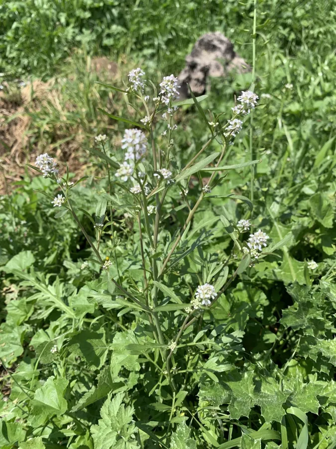 Lepidium sativum