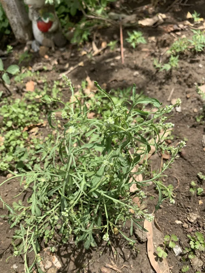 Lepidium sativum