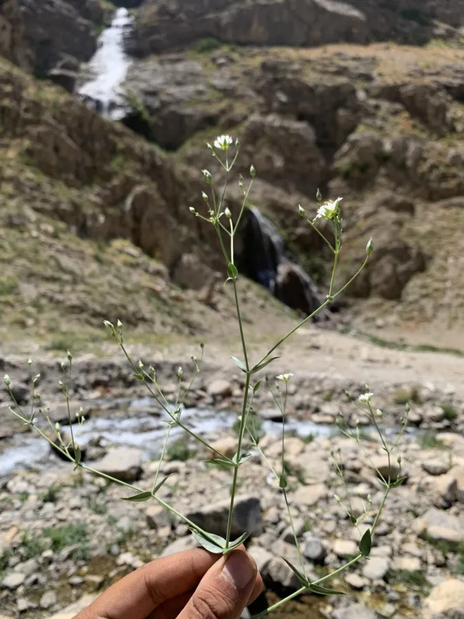 Lepyrodiclis stellarioides