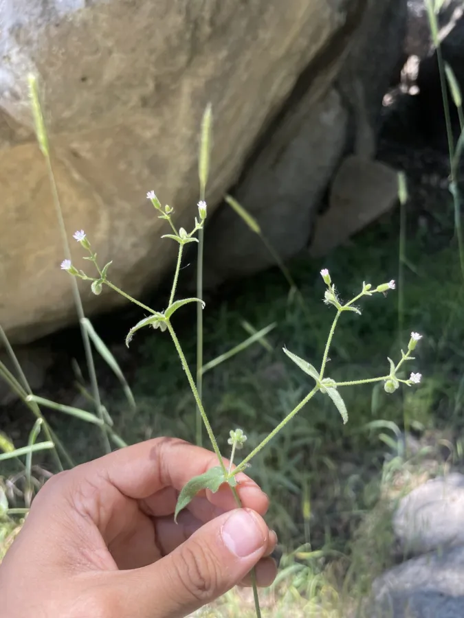 Lepyrodiclis stellarioides