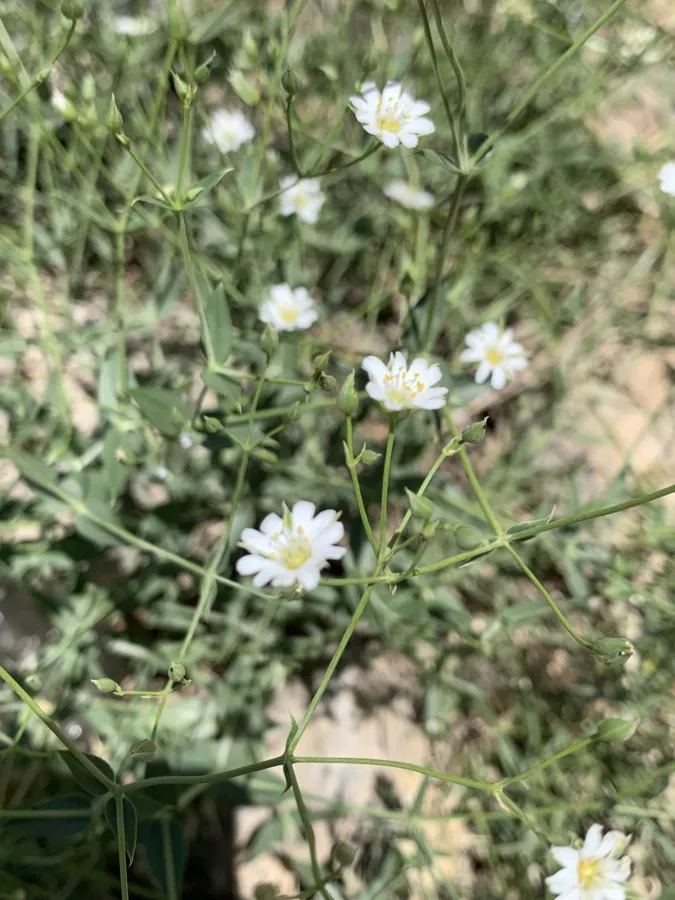Lepyrodiclis stellarioides