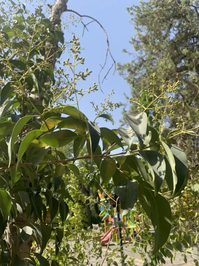 Ligustrum lucidum