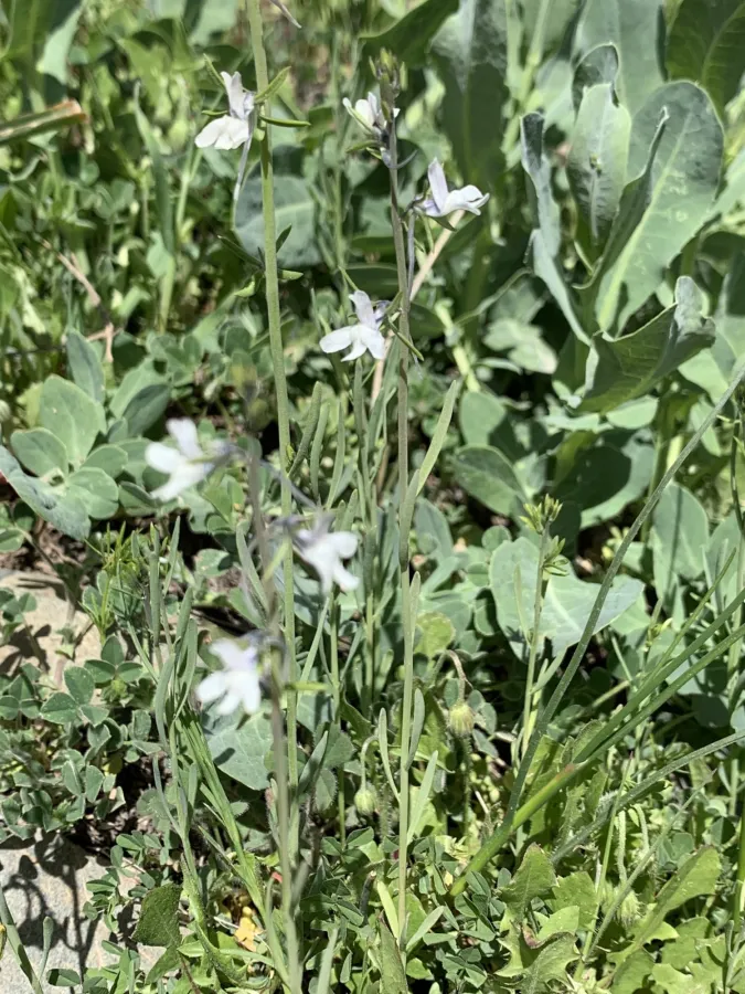 Linaria chalepensis