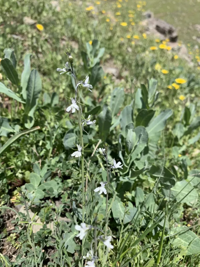Linaria chalepensis