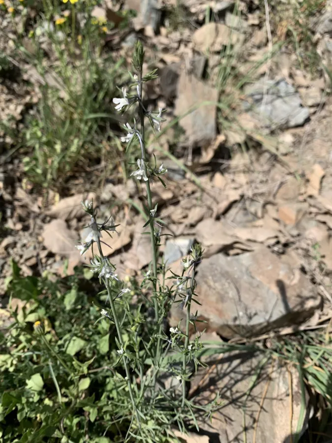Linaria chalepensis