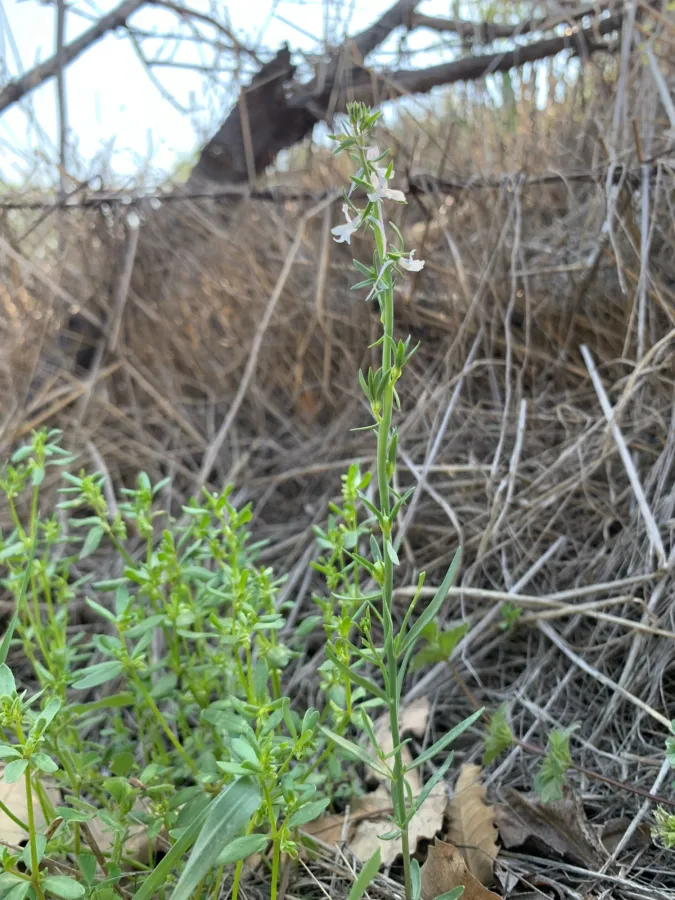 Linaria chalepensis