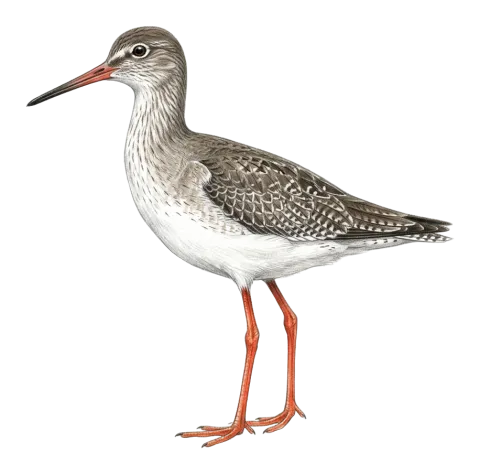 Common Redshank