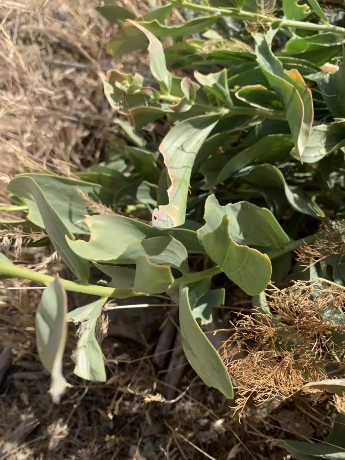 Linaria fastigiata