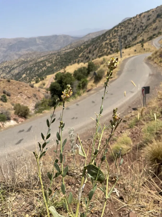Linaria fastigiata