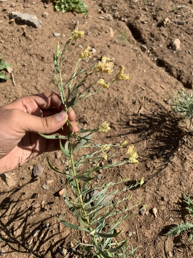 Linaria kurdica