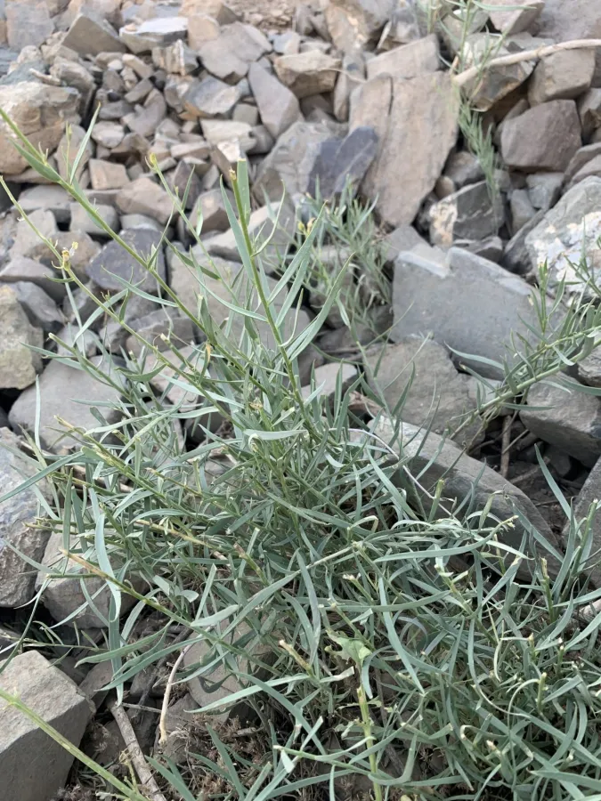 Linaria kurdica