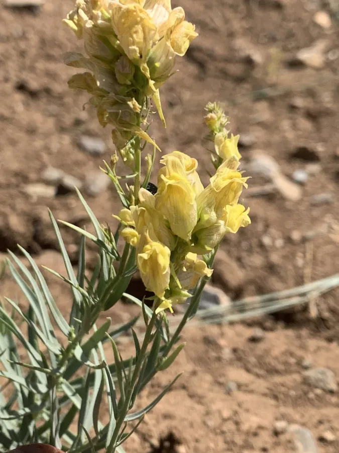 Linaria kurdica