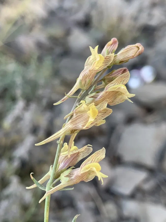 Linaria kurdica