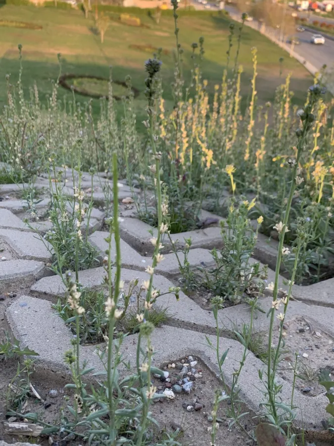 Linaria micrantha