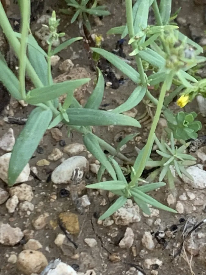 Linaria micrantha