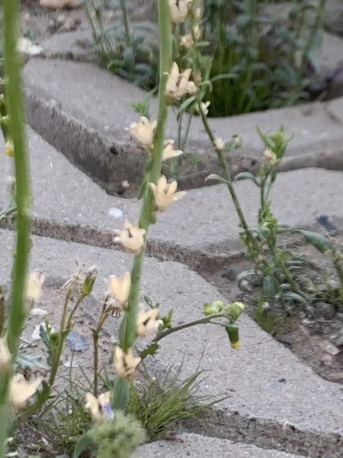 Linaria micrantha