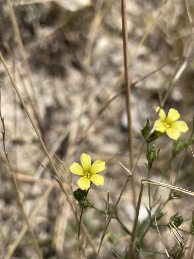Linum corymbulosum