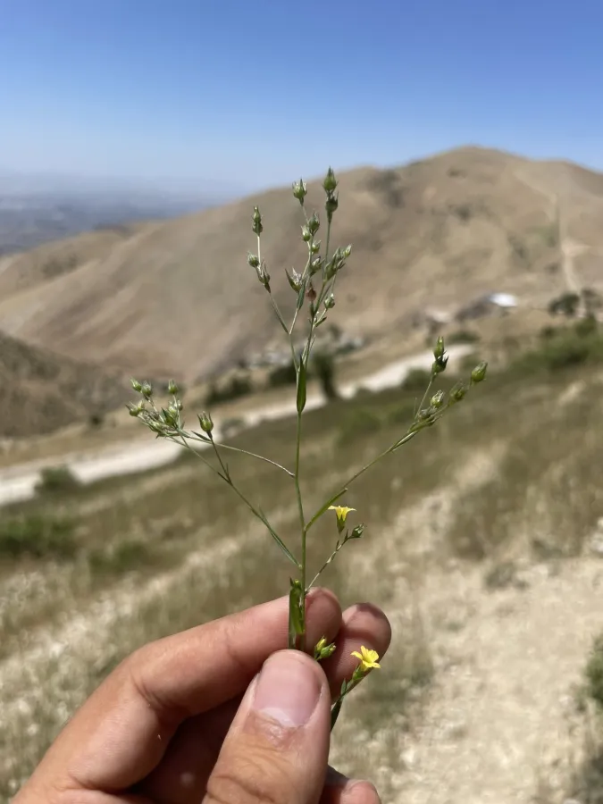Linum corymbulosum