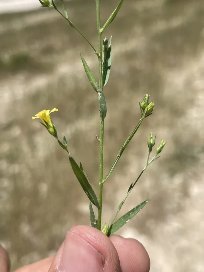 Linum corymbulosum