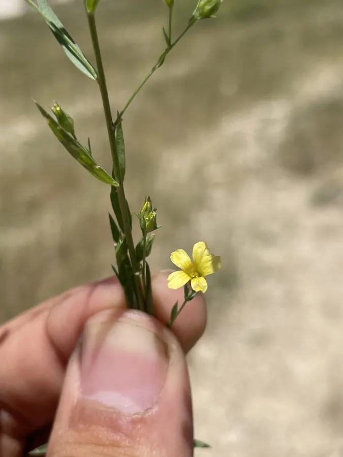 Linum corymbulosum