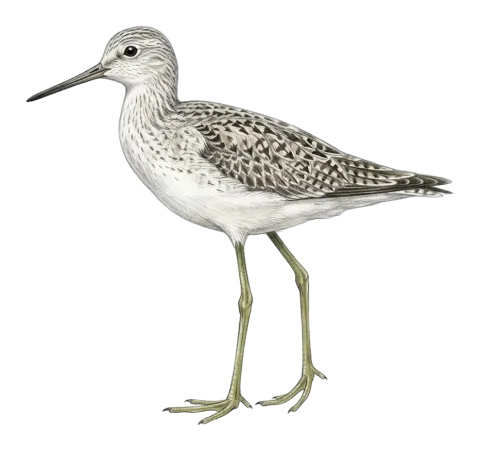 Marsh Sandpiper