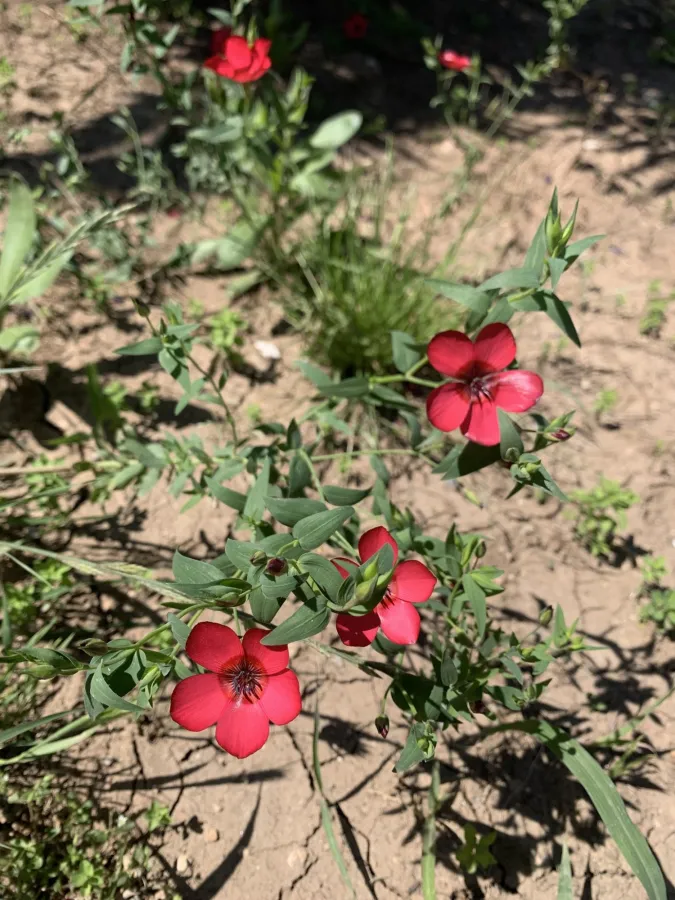 Linum grandiflorum