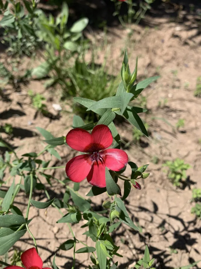 Linum grandiflorum