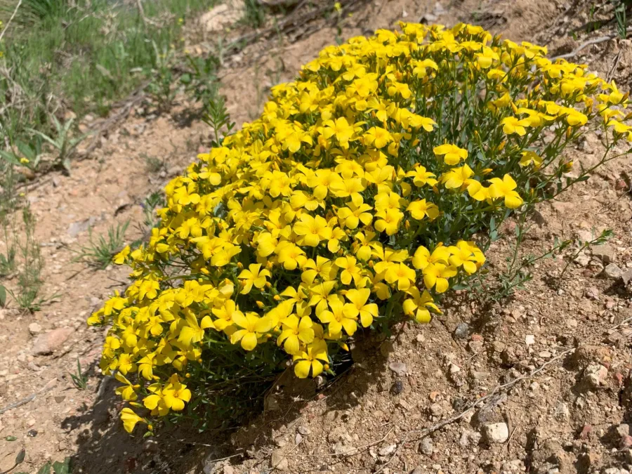 Linum mucronatum