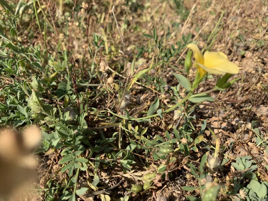 Linum mucronatum