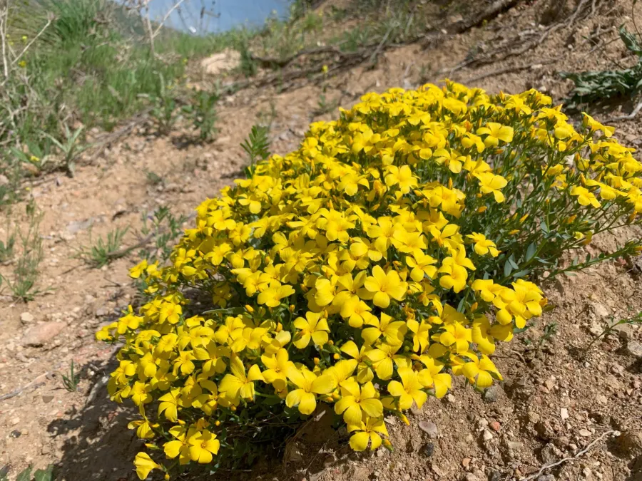 Linum mucronatum