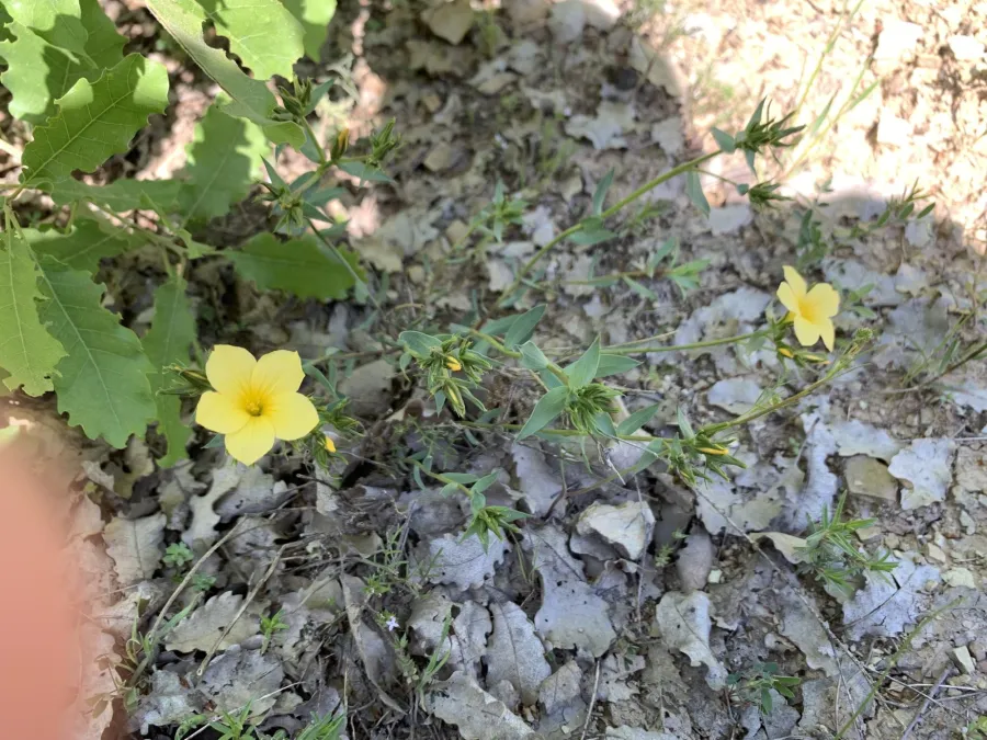 Linum mucronatum