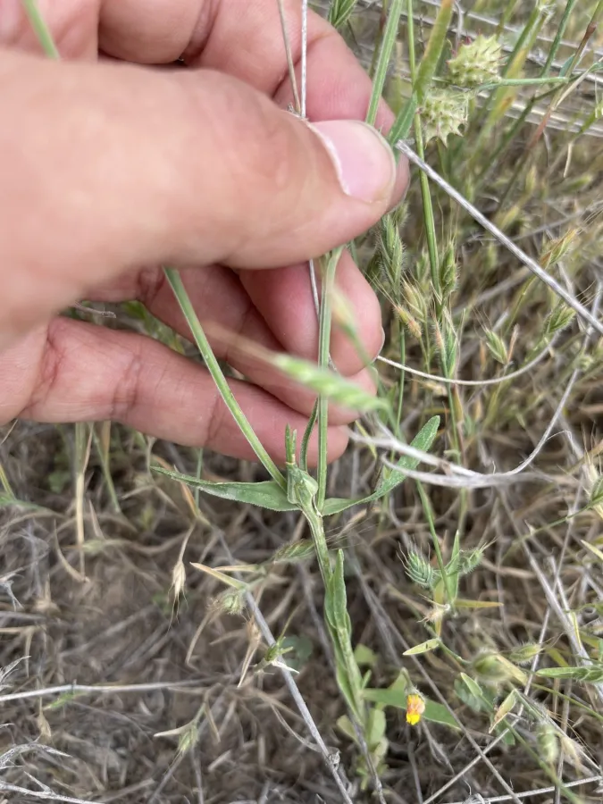 Linum nodiflorum