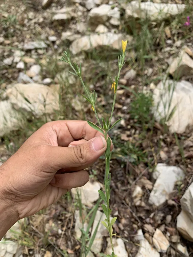 Linum nodiflorum