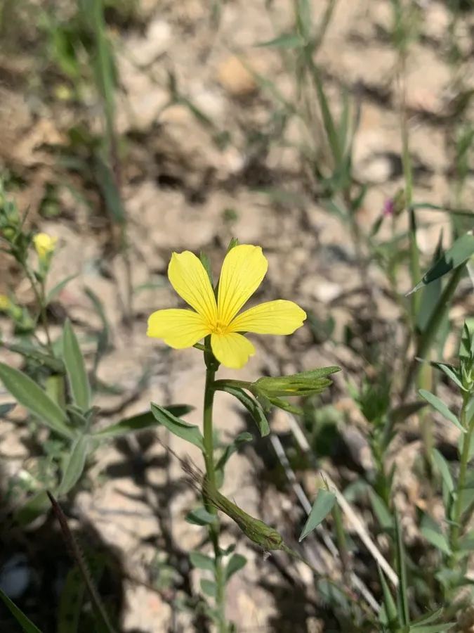 Linum nodiflorum