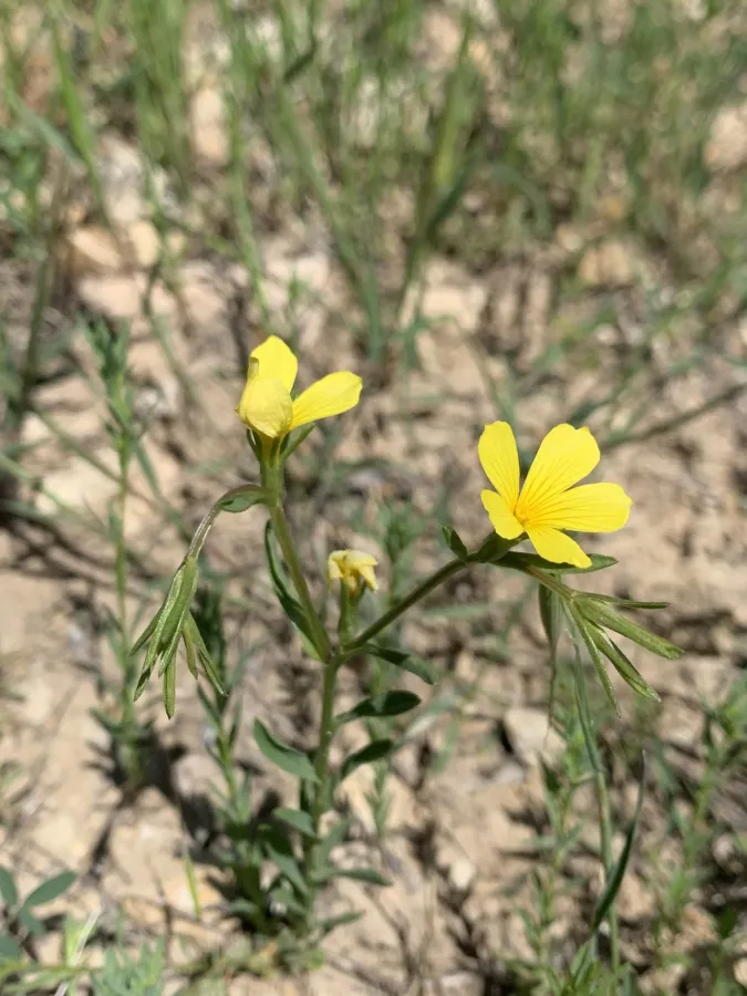 Linum nodiflorum