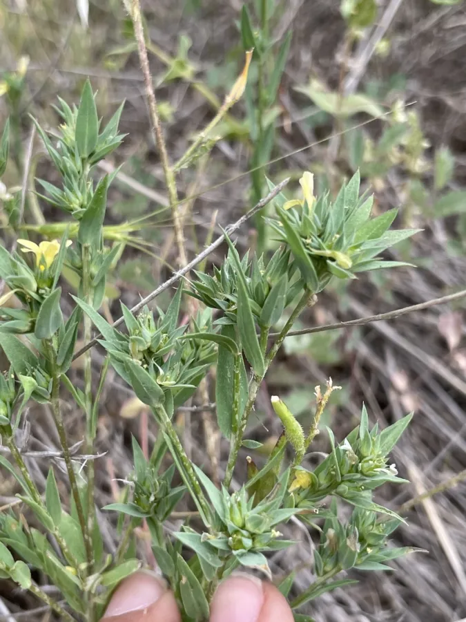 Linum strictum