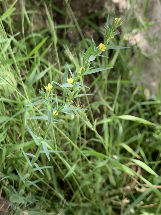 Linum strictum