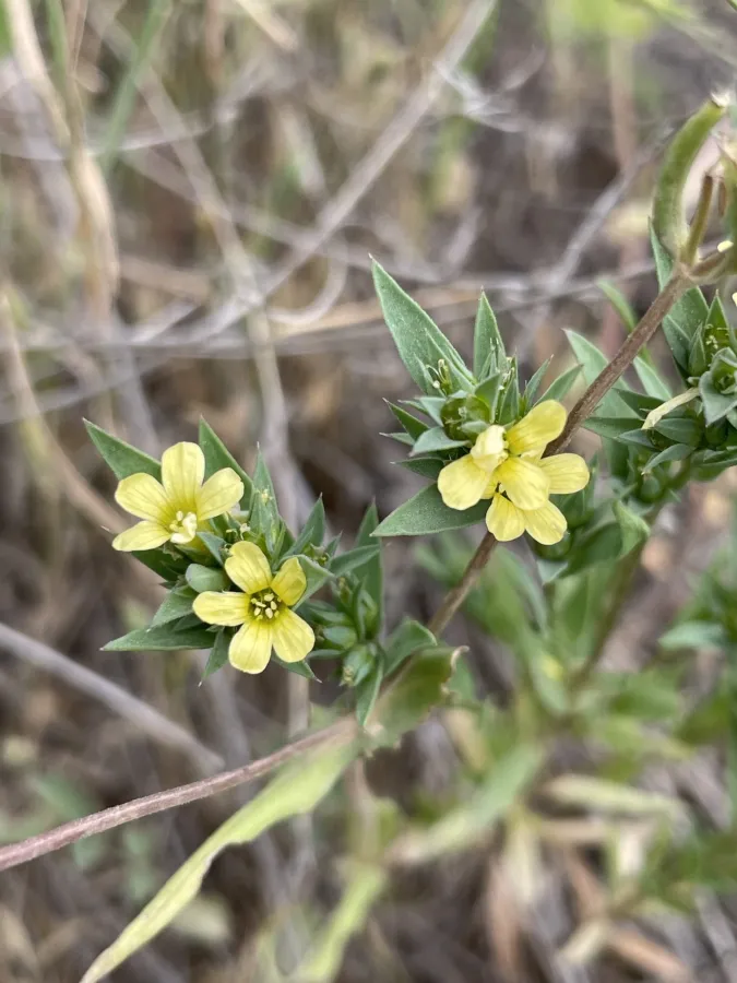 Linum strictum