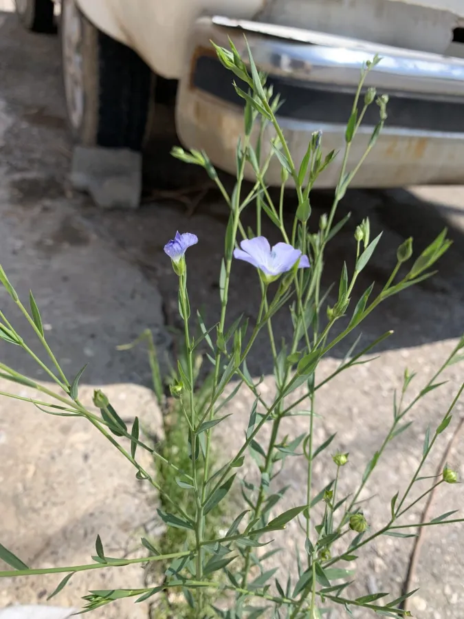 Linum usitatissimum