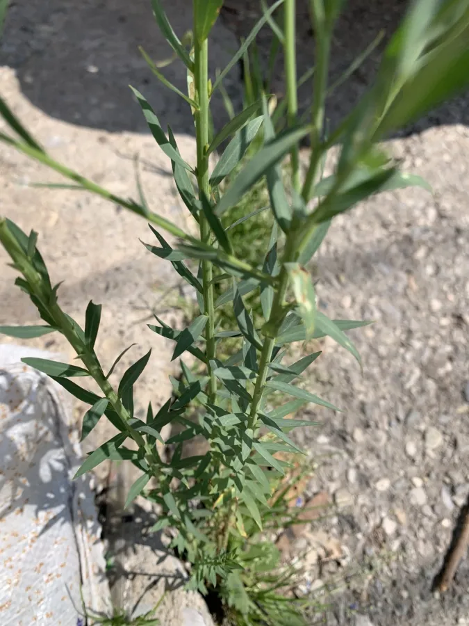 Linum usitatissimum