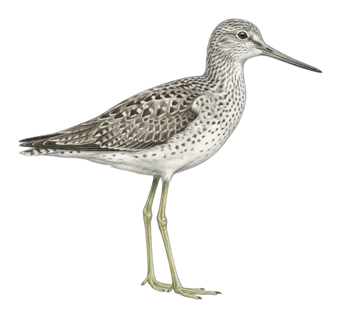 Common Greenshank