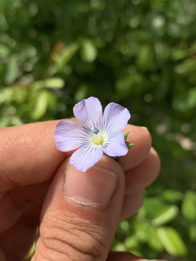 Linum usitatissimum