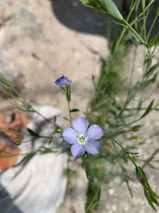 Linum usitatissimum