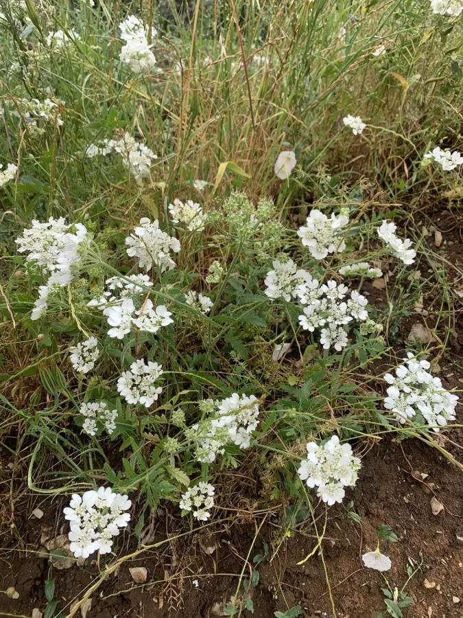Lisaea heterocarpa